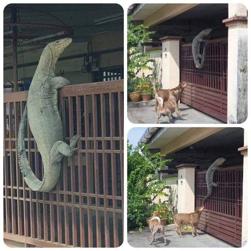 Снимки, на которых происходит неведомая дичь (13 фото)