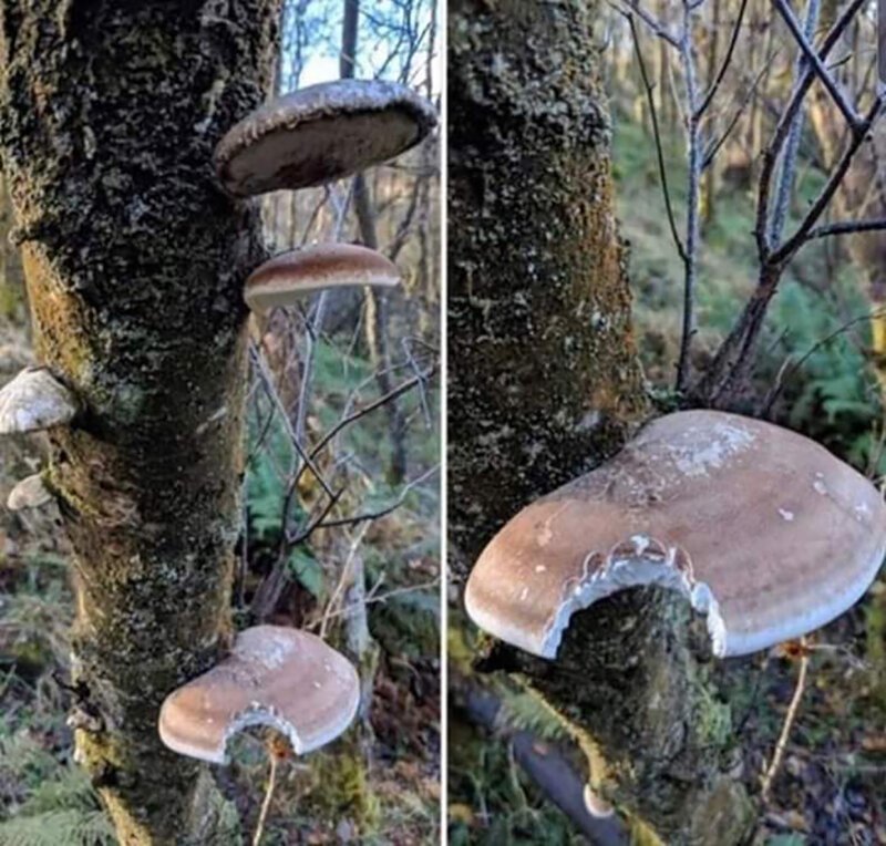 Снимки, на которых происходит неведомая дичь (13 фото)