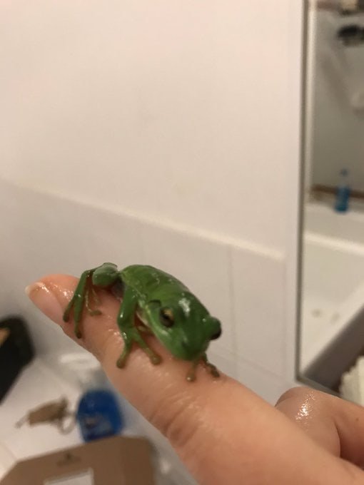 Тред в Твиттере: пользователи на карантине, описывают своих питомцев, будто это их коллеги (18 фото + 3 видео) Тред в Твиттере: пользователи на карантине, описывают своих питомцев, будто это их коллеги (18 фото + 3 видео)