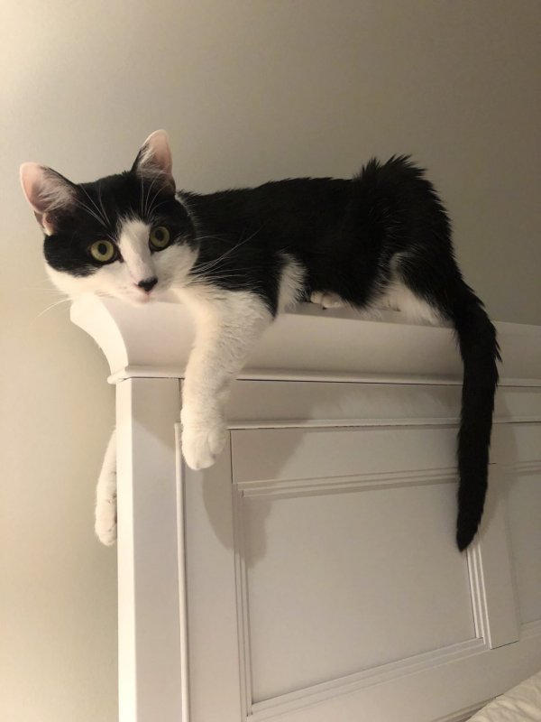 Тред в Твиттере: пользователи на карантине, описывают своих питомцев, будто это их коллеги (18 фото + 3 видео) Тред в Твиттере: пользователи на карантине, описывают своих питомцев, будто это их коллеги (18 фото + 3 видео)