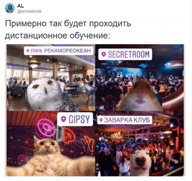 Шутки про дистанционное обучение (15 фото)