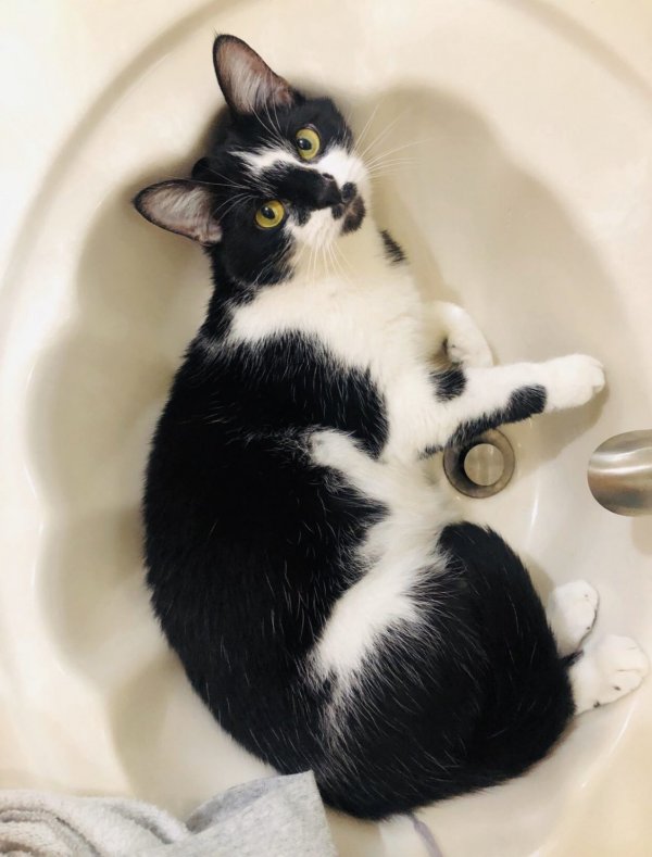 Тред в Твиттере: пользователи на карантине, описывают своих питомцев, будто это их коллеги (18 фото + 3 видео) Тред в Твиттере: пользователи на карантине, описывают своих питомцев, будто это их коллеги (18 фото + 3 видео)