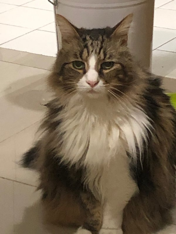 Тред в Твиттере: пользователи на карантине, описывают своих питомцев, будто это их коллеги (18 фото + 3 видео) Тред в Твиттере: пользователи на карантине, описывают своих питомцев, будто это их коллеги (18 фото + 3 видео)