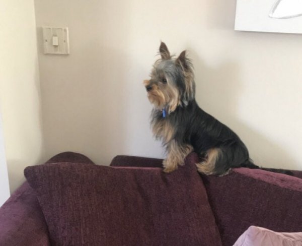 Тред в Твиттере: пользователи на карантине, описывают своих питомцев, будто это их коллеги (18 фото + 3 видео) Тред в Твиттере: пользователи на карантине, описывают своих питомцев, будто это их коллеги (18 фото + 3 видео)