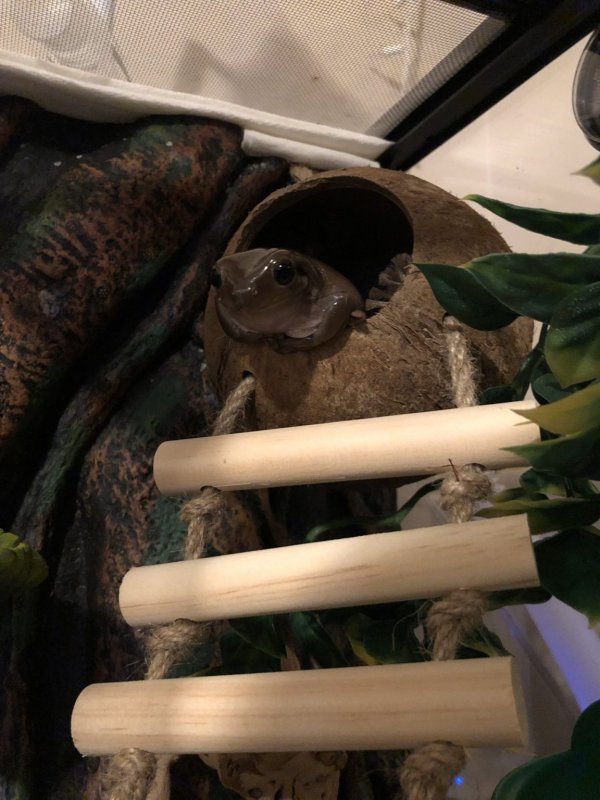 Тред в Твиттере: пользователи на карантине, описывают своих питомцев, будто это их коллеги (18 фото + 3 видео) Тред в Твиттере: пользователи на карантине, описывают своих питомцев, будто это их коллеги (18 фото + 3 видео)