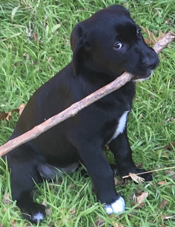 Тред в Твиттере: пользователи на карантине, описывают своих питомцев, будто это их коллеги (18 фото + 3 видео) Тред в Твиттере: пользователи на карантине, описывают своих питомцев, будто это их коллеги (18 фото + 3 видео)