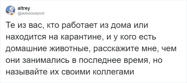 Тред в Твиттере: пользователи на карантине, описывают своих питомцев, будто это их коллеги (18 фото + 3 видео) Тред в Твиттере: пользователи на карантине, описывают своих питомцев, будто это их коллеги (18 фото + 3 видео)