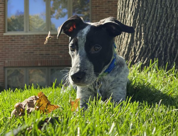 Снимки, сделанные в правильный момент (18 фото) Снимки, сделанные в правильный момент (18 фото)