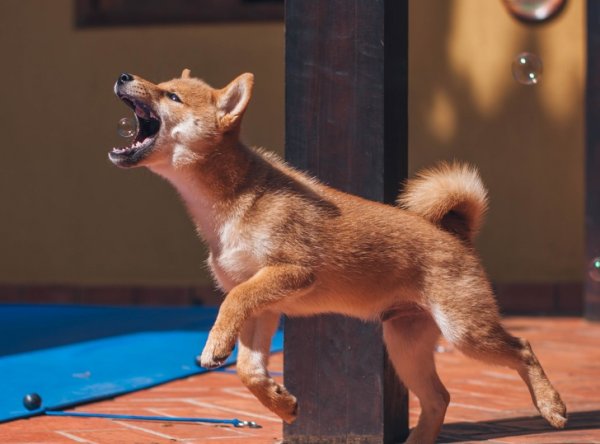 Снимки, сделанные в правильный момент (18 фото) Снимки, сделанные в правильный момент (18 фото)
