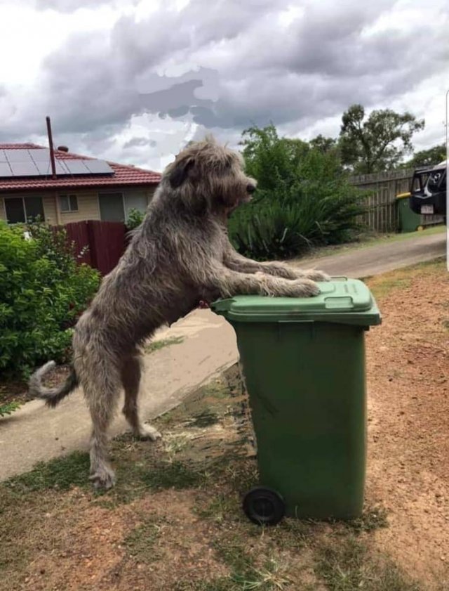 Выход к мусорке - целое представление. Австралийцы придумали себе развлечение на карантине (24 фото + видео)