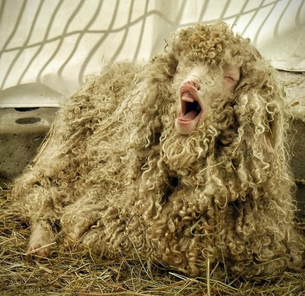 Снимки, сделанные в правильный момент (18 фото) Снимки, сделанные в правильный момент (18 фото)