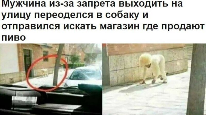 Жизнь во время карантина: народный креатив (19 фото)