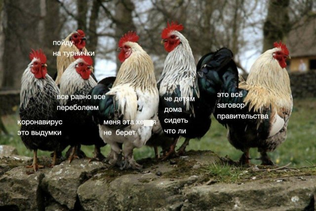 Майские праздники, удаленка и карантин: лучшие шутки в Сети (15 фото)