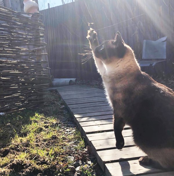 Снимки, сделанные в правильный момент (18 фото) Снимки, сделанные в правильный момент (18 фото)