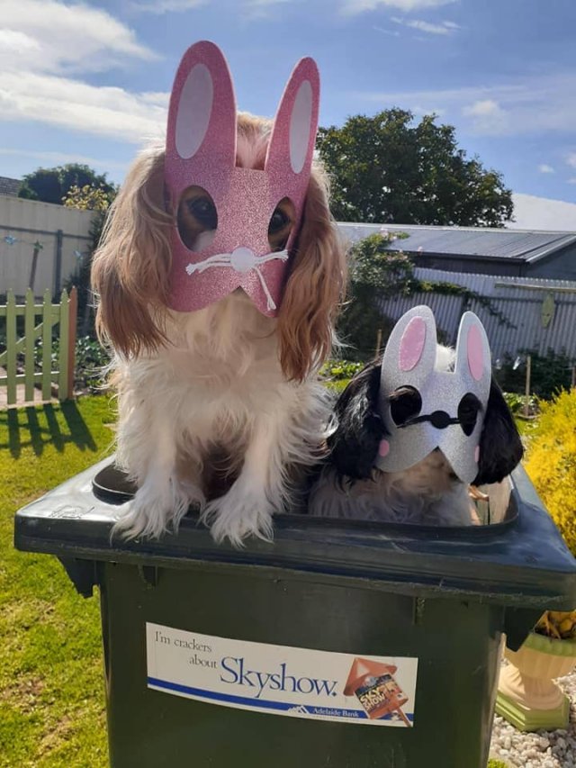 Выход к мусорке - целое представление. Австралийцы придумали себе развлечение на карантине (24 фото + видео)