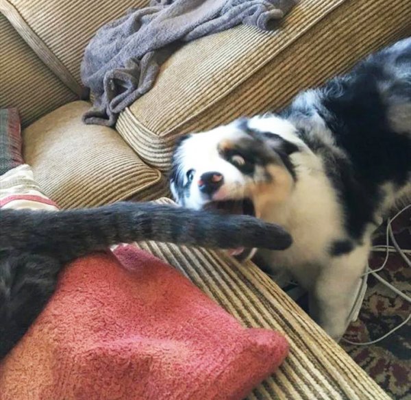 Снимки, сделанные в правильный момент (18 фото) Снимки, сделанные в правильный момент (18 фото)