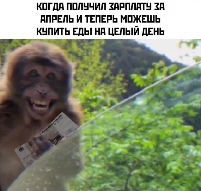 Карантин, работа и самоизоляция: шутки из Сети (14 фото)