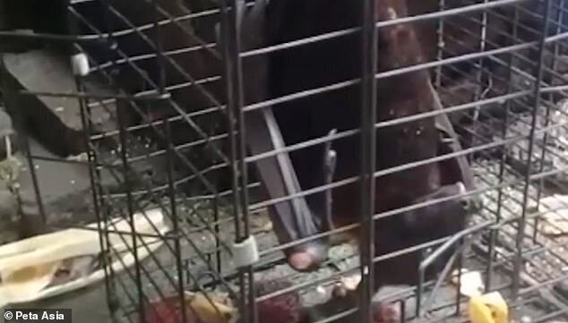 "Дикие рынки" открываются по всей Азии: ждем новых вирусов? (23 фото + 1 видео) "Дикие рынки" открываются по всей Азии: ждем новых вирусов? (23 фото + 1 видео)