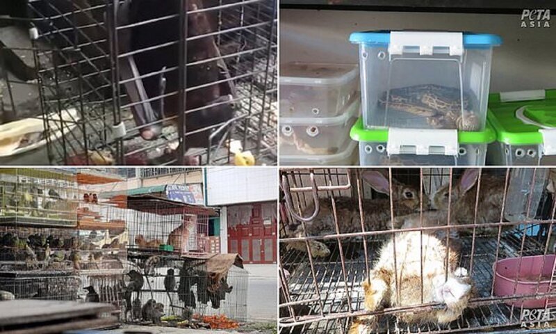 "Дикие рынки" открываются по всей Азии: ждем новых вирусов? (23 фото + 1 видео) "Дикие рынки" открываются по всей Азии: ждем новых вирусов? (23 фото + 1 видео)