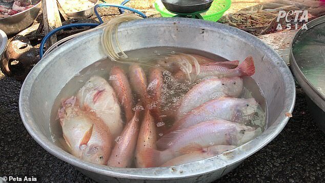 "Дикие рынки" открываются по всей Азии: ждем новых вирусов? (23 фото + 1 видео) "Дикие рынки" открываются по всей Азии: ждем новых вирусов? (23 фото + 1 видео)