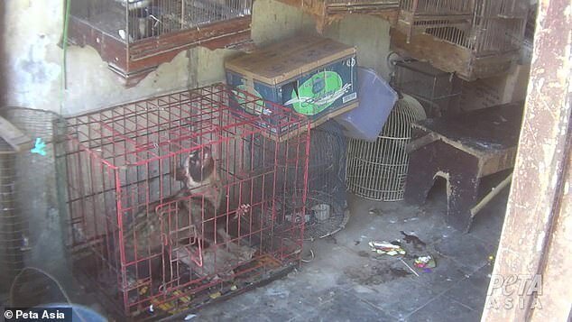 "Дикие рынки" открываются по всей Азии: ждем новых вирусов? (23 фото + 1 видео) "Дикие рынки" открываются по всей Азии: ждем новых вирусов? (23 фото + 1 видео)