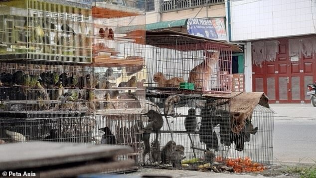 "Дикие рынки" открываются по всей Азии: ждем новых вирусов? (23 фото + 1 видео) "Дикие рынки" открываются по всей Азии: ждем новых вирусов? (23 фото + 1 видео)