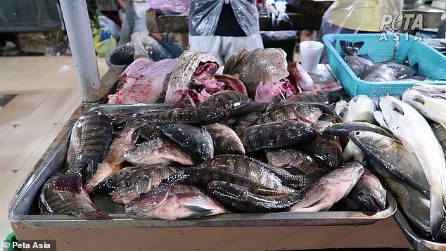 "Дикие рынки" открываются по всей Азии: ждем новых вирусов? (23 фото + 1 видео) "Дикие рынки" открываются по всей Азии: ждем новых вирусов? (23 фото + 1 видео)