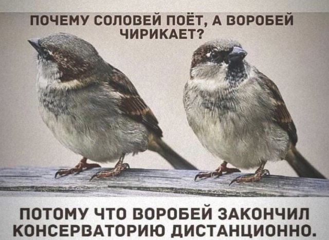 Карантинный юмор: лучшие шутки в Сети (15 фото)