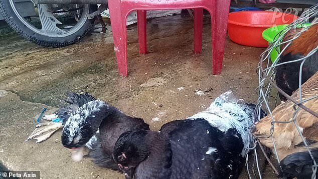 "Дикие рынки" открываются по всей Азии: ждем новых вирусов? (23 фото + 1 видео) "Дикие рынки" открываются по всей Азии: ждем новых вирусов? (23 фото + 1 видео)