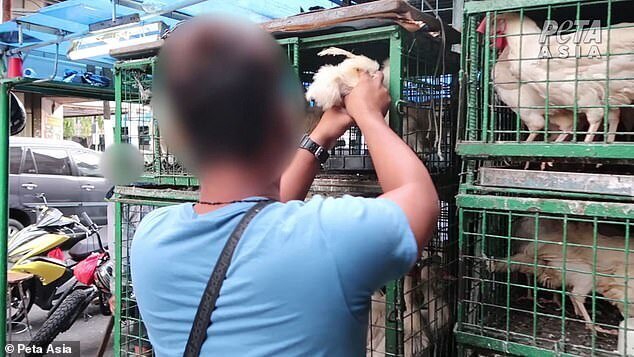 "Дикие рынки" открываются по всей Азии: ждем новых вирусов? (23 фото + 1 видео) "Дикие рынки" открываются по всей Азии: ждем новых вирусов? (23 фото + 1 видео)