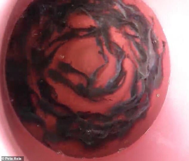 "Дикие рынки" открываются по всей Азии: ждем новых вирусов? (23 фото + 1 видео) "Дикие рынки" открываются по всей Азии: ждем новых вирусов? (23 фото + 1 видео)