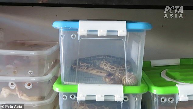 "Дикие рынки" открываются по всей Азии: ждем новых вирусов? (23 фото + 1 видео) "Дикие рынки" открываются по всей Азии: ждем новых вирусов? (23 фото + 1 видео)