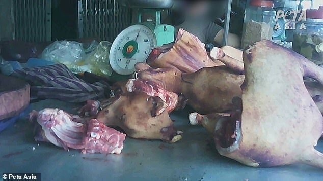 "Дикие рынки" открываются по всей Азии: ждем новых вирусов? (23 фото + 1 видео) "Дикие рынки" открываются по всей Азии: ждем новых вирусов? (23 фото + 1 видео)