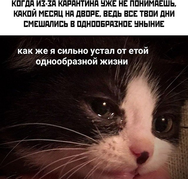 Коронавирус, США и завершение самоизоляции: о чем шутят в Сети (15 фото)