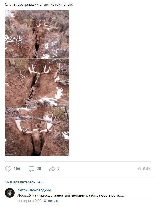 Комментарии к постам в разных группах (58 фото)