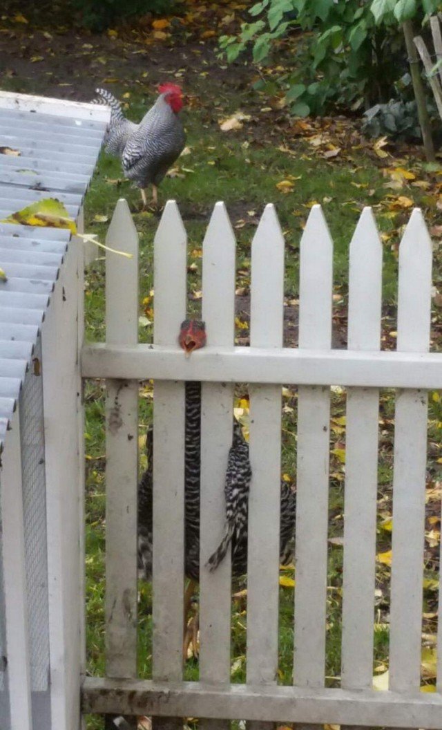 Жизненные неприятности, которые могут приключиться с каждым (20 фото)