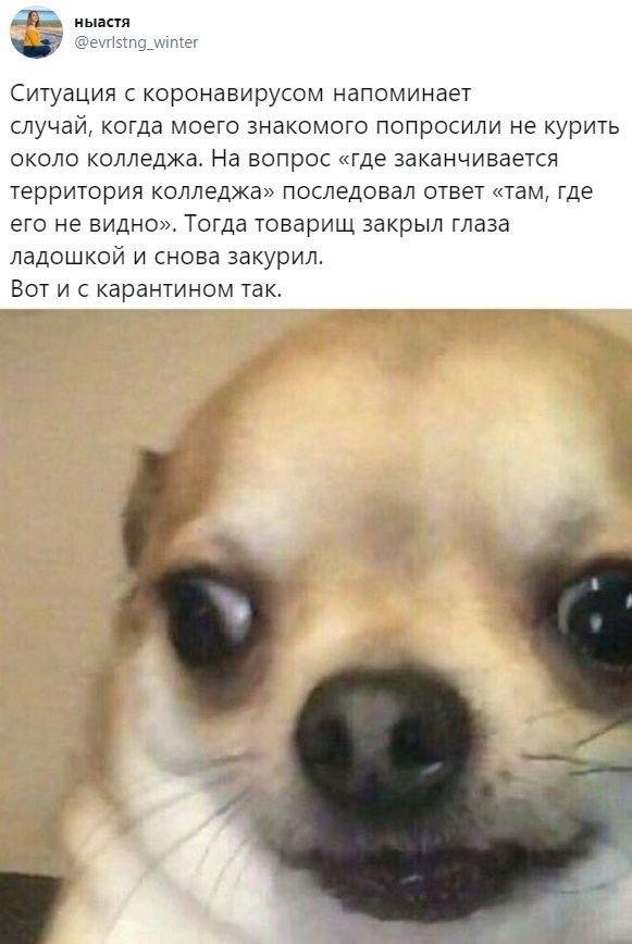 Коронавирус, поправки и ЕГЭ: о чем шутят в Сети (15 фото)