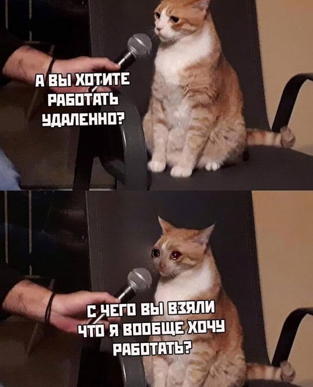 Работа на удаленке, всадники апокалипсиса и коронавирус: какие мемы популярны в Сети (14 фото)