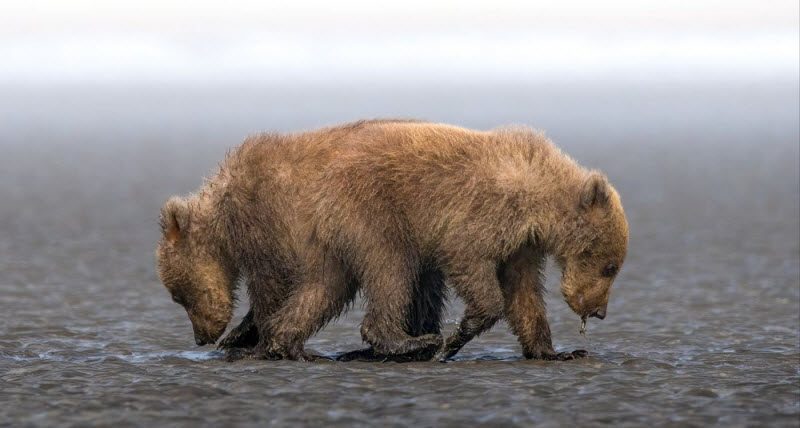 Фотографии, на которые придется взглянуть дважды (39 фото)