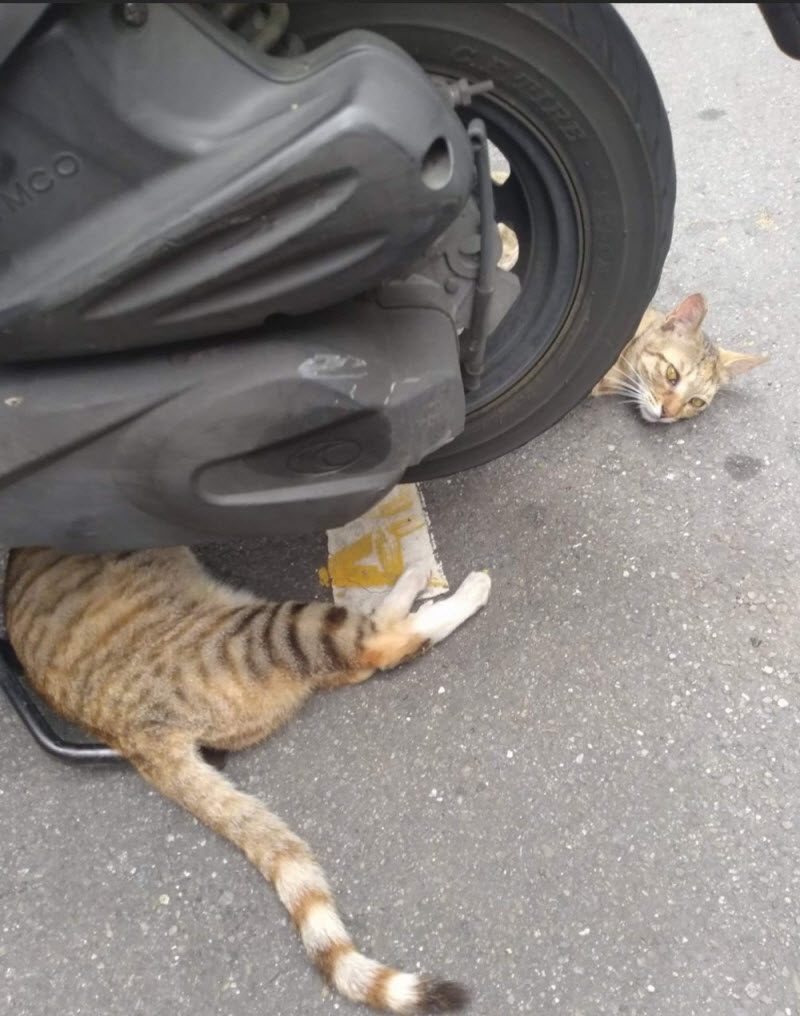 Фотографии, на которые придется взглянуть дважды (39 фото)