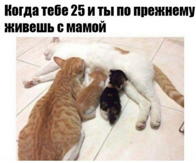 Шутки и истории про "яжматерей" (15 фото)