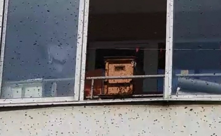 "Охренеть, идиоты": на балконе уральской многоэтажки поселили пчел (5 фото)