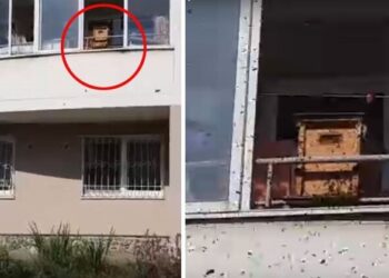 "Охренеть, идиоты": на балконе уральской многоэтажки поселили пчел (5 фото)