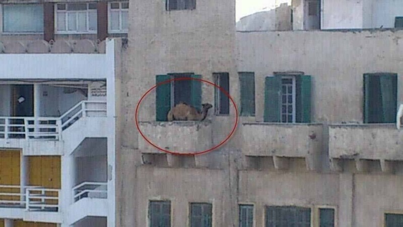 "Охренеть, идиоты": на балконе уральской многоэтажки поселили пчел (5 фото)