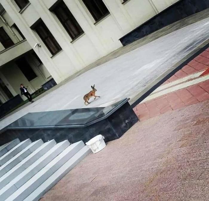 Беларусь до 9 августа: пост о глупых новостях, самоиронии и картохе (19 фото)