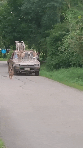Подборка автомобильных фейлов и трюков (12 гифок)