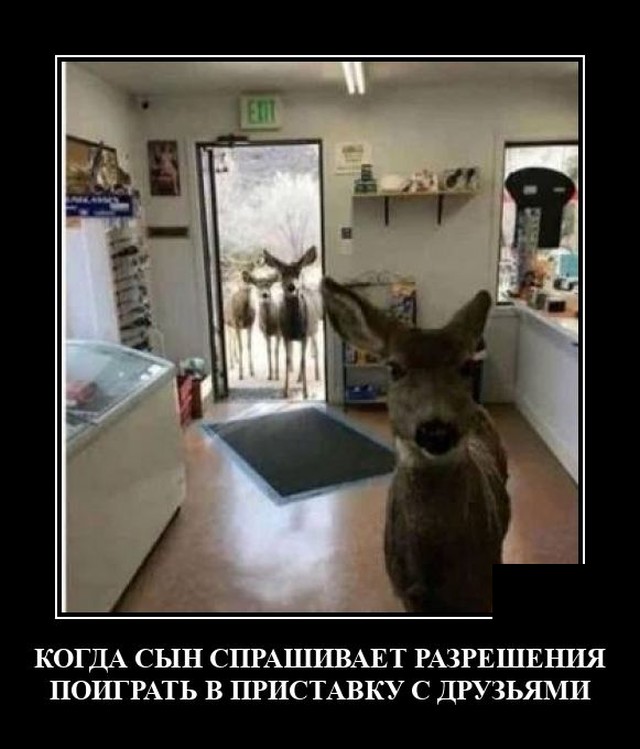 Демотиваторы 2490 Демотиваторы 2490