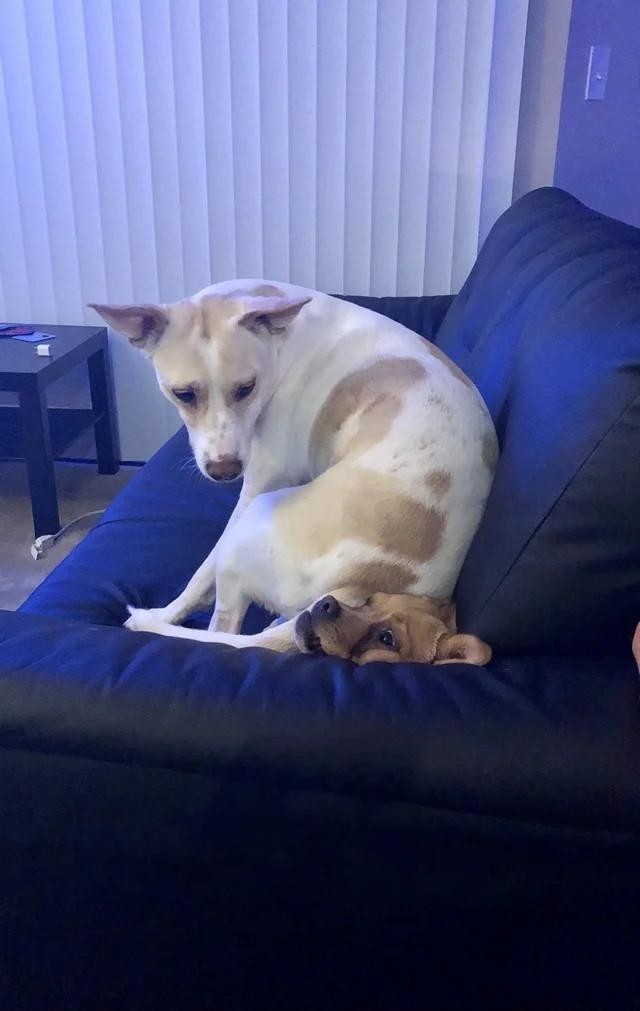 "Ачотакова?" — отмазка, которая работает всегда (15 фото)