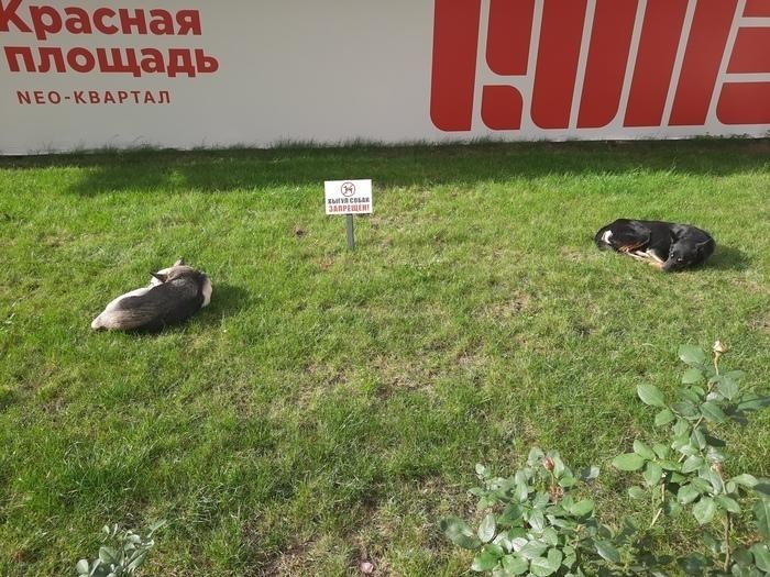 "Ачотакова?" — отмазка, которая работает всегда (15 фото)