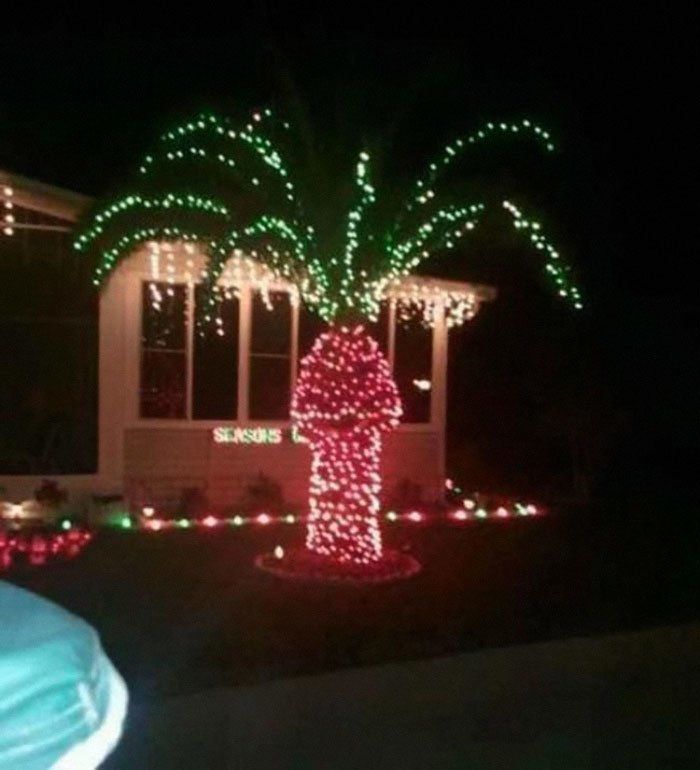Очень странно украшенная пальма к Новому году у кого то на участке.